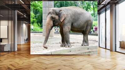 A large brown elephant living in the Zoo or zoological park Wall mural