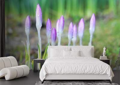 Crocus Flowers Wall mural