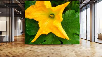 Zucchini yellow flower and green leaves Wall mural