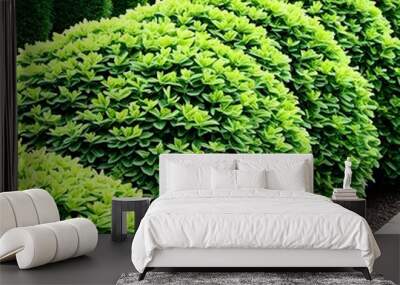 Green garden bushes Wall mural