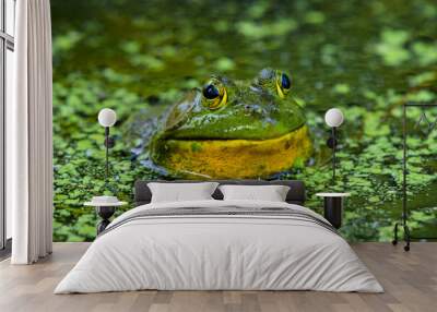 A large bullfrog shown closeup showing his head peeking out of a swamp. His eyes are looking right at the camera, and it looks like he is smiling.  Wall mural