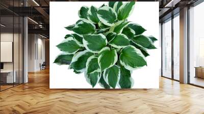 white edged hosta plant isolated. Hostas, sometimes called Funkia or Plantain Lilies, are shade tolerant foliage plants that grow from rhizomes Wall mural