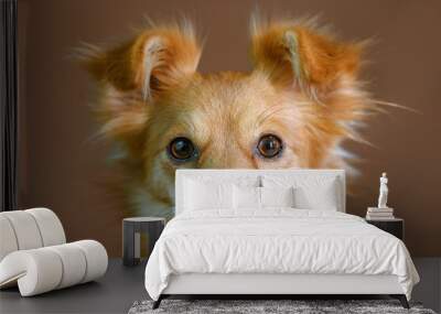 Small furry, beige-colored dog looking intently with ears pricked Wall mural