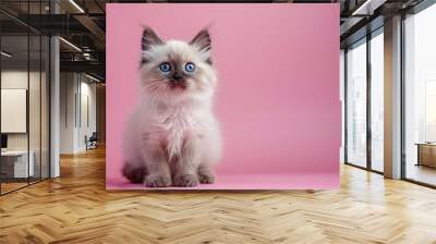 ragdoll kitten with bright blue eyes in studio on pink background Wall mural