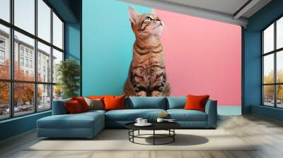 tabby cat sitting and looking up on pink and blue background Wall mural