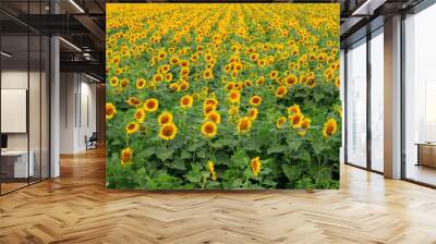 A field of sunflowers blooms on summer day. Beautiful sunflower background, agricultural industry, oil production, honey, nature flowers Wall mural