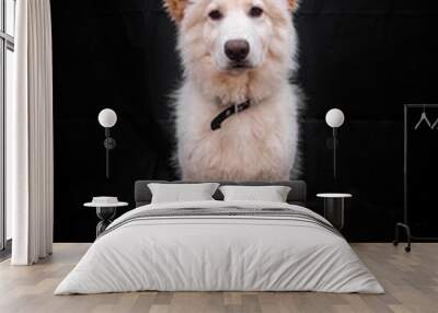 Swiss Shepherd in Photography studio Wall mural