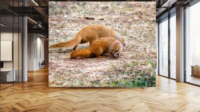 Selective focus of a couple of Slender mongooses in the wild Wall mural