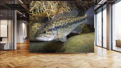 Close up underwater picture of a frash water fish Largemouth Bass (Micropterus salmoides) with a stones. Live in the lake. Wall mural