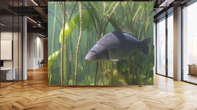 Freshwater fish carp (Cyprinus carpio) in the beautiful clean pound. Underwater shot in the lake. Wild life animal. Carp in the nature habitat with nice background with water lily. Wall mural