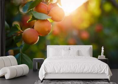 A bunch of ripe apricots on a branch at sunset Wall mural