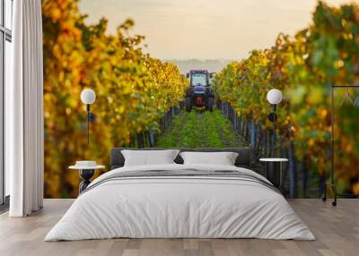 Autumn rows of vineyards with tractor Wall mural