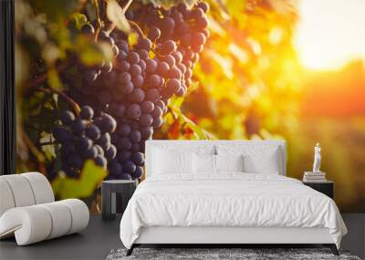 Blue grapes in a vineyard at sunset, toned image Wall mural