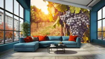 Ripe blue grapes on vine at sunset Wall mural