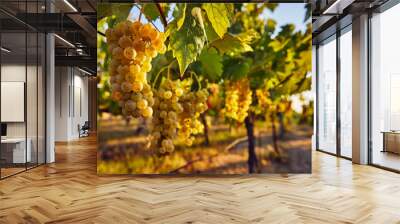 Yellow grapes on the vineyard on a sunny day Wall mural