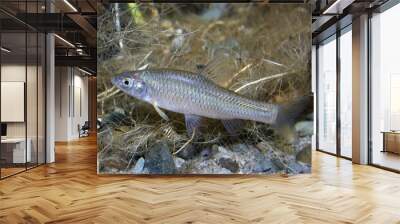 Underwater photography of freshwater fish Stone moroko, Pseudorasbora parva in the beautiful clean pound. Underwater shot with nice natural light. Wild life animal. Tschebatschek in river habitat. Wall mural