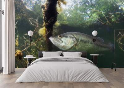 Underwater picture of a frash water fish Largemouth Bass (Micropterus salmoides) nature light. Live in the lake. Blackbass. Close up fish photography. Wall mural