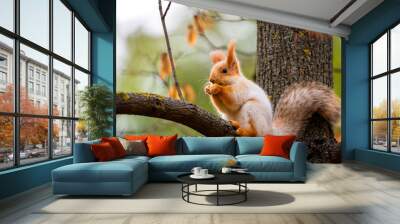 A wild squirrel captured in a cold sunny autumn day, funny cute squirrel is on the tree in autumn park. Colorful nature, fall season concept Wall mural