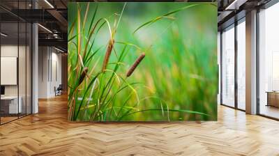 Bulrushes, or cattails, on a sunny day Wall mural