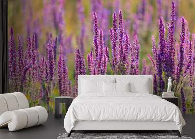 Summer flowerbed of beautiful blooming vivid purple woodland sage flower or Salvia nemorosa on blurred background Wall mural