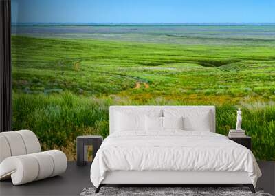 Wildflowers blooming in wild spring steppe. Colorful flowering field with forb Wall mural