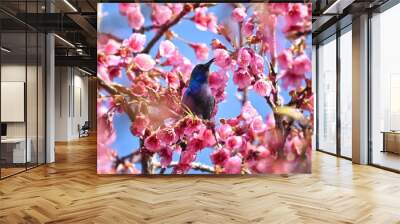 sunbird on a cherry blossom Wall mural