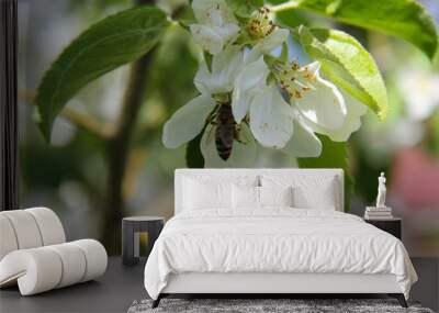 Flowering of apple trees Wall mural