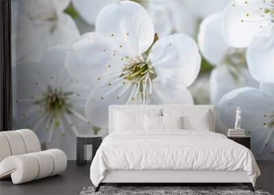 Cherry spring flowers Wall mural