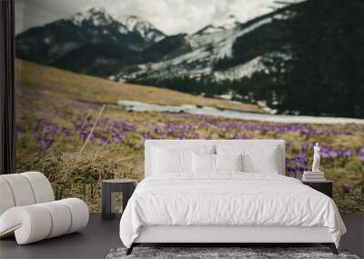 Dolina Chocholowska with blossoming purple crocuses or saffron flowers,Tatra mountains, Poland. Wall mural