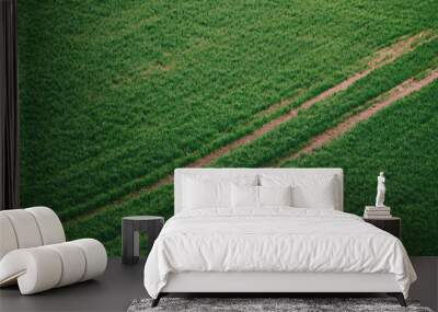 Green grass field background Wall mural