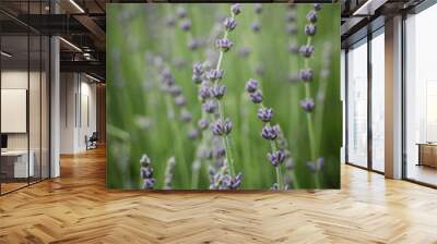 Lavender beautiful flowers Wall mural