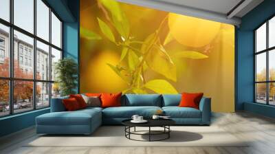 Orange garden with ripening orange fruits on the trees with green leaves and sun shining, natural and food background Wall mural