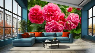 Pink roses garden Wall mural