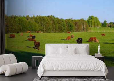 Scotland highland hairy red cows with calfs grazing at the green summer meadow, agricultural livestock organic food concept Wall mural