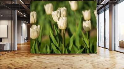 White tulip flowers Wall mural