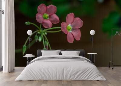 Oxalis flowers landscape copy space Wall mural