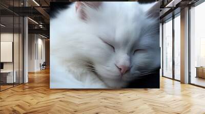 A white cat sleeping, with soft fur and a black background Wall mural