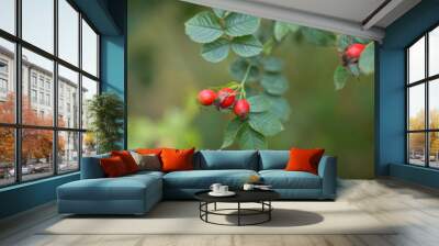 Beautiful branch of aromatic wild briar plant with bright red ripe berry. herbal tree outdoor on blur green background closeup Wall mural