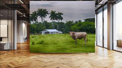 Cuban countryside landscape Wall mural