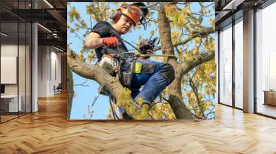 Arborist or Tree Surgeon roped up a tree ready for work. Wall mural