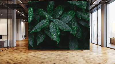 rainy leaves Wall mural