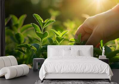 hand holding fres Stevia leaves (Stevia rebaudiana Bertoni) in the plantation Wall mural