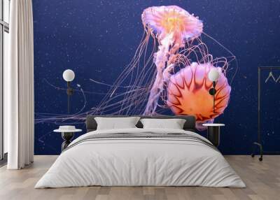 Scyphoid jellyfish. Under the water. Underwater world. Aquarium. Wall mural