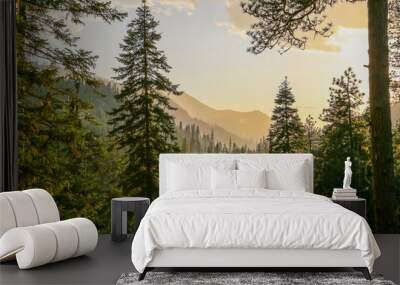 Fresh mountainous Idaho conifer forest after rain before sunset Wall mural