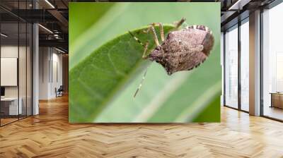 Macro of a Brown Stink Bug on a Green Leaf Wall mural