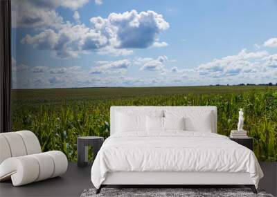 a field for harvesting corn grain Wall mural