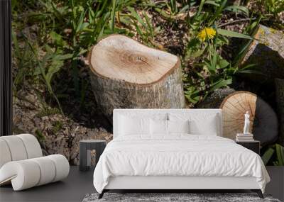 a pile of walnut logs for further processing at the sawmill Wall mural