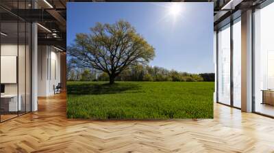 a tree growing in a field with green wheat Wall mural