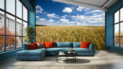 agricultural field where cereal wheat is grown Wall mural