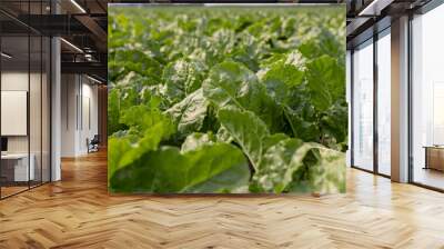 agricultural field with green beets Wall mural